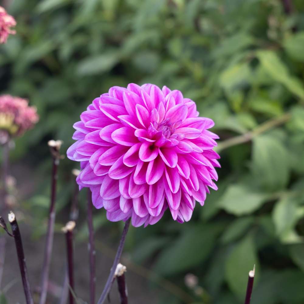 Dahlia 'Candlelight Mystic Blaze'